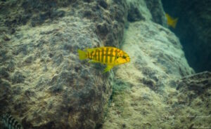 Tropheops sp.'olive' Mdowe